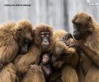 Puzle Rodina opic