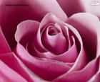 Puzle Růžový růžový detail
