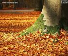 Podzimní listí na zemi