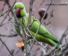 Puzle Zelený papoušek