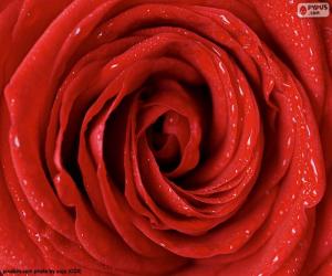 Puzle Red Rose detail