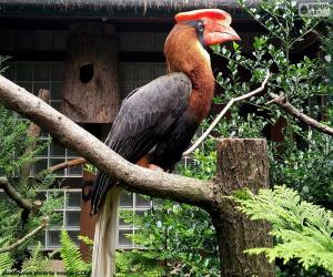 Puzle Rhinoceros Hornbill