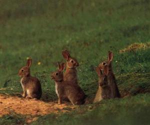 Puzle Rodina králíků z jejich nor