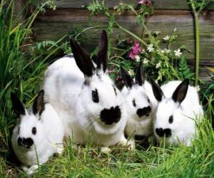 Puzle Rodina králíků