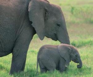 Puzle Rodina slonů