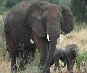 Puzle rodina slonů