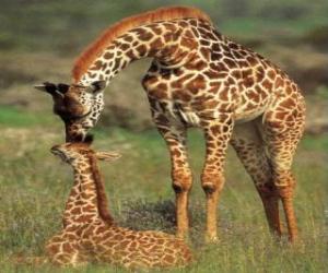 Puzle Rodina žirafy