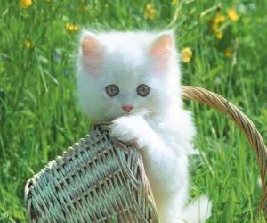 Puzle Roztomilý bílá kočička