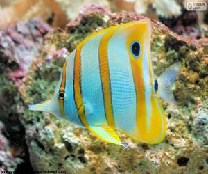 Puzle Ryb butterflyfish