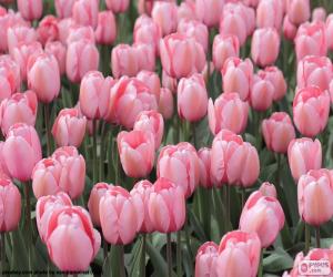 Puzle Růžové tulipány