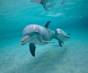 Puzle S dítětem delfín koupání v moři
