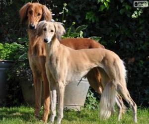 Puzle Saluki, saluka či perský chrt