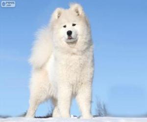 Puzle Samojed