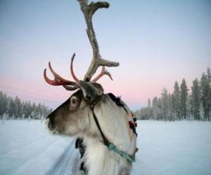 Puzle Santa Claus se soby tahání saní