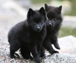 Puzle Schipperke štěňata