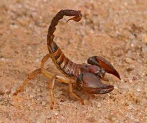 Puzle Scorpion, Štíř z řádu pavoukovců