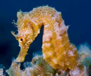 Puzle Seahorse