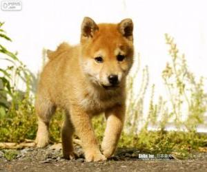 Puzle Shiba Inu štěně