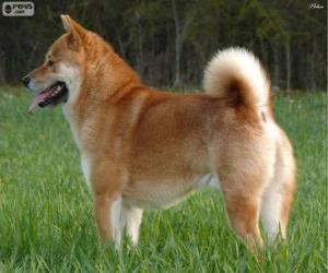 Puzle Shiba Inu