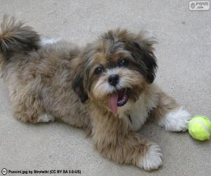 Puzle Shih-poo