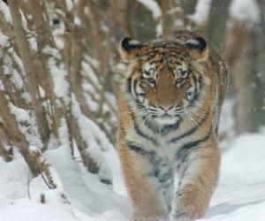 Puzle Sibiřský tygr