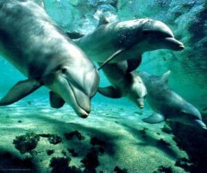 Puzle Skupina delfínů koupání v moři