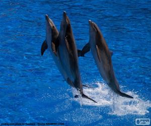 Puzle Skupina delfínů na lyžích