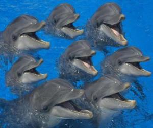 Puzle Skupina delfínů