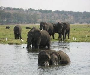 Puzle Skupina slonů v rybníku v savaně