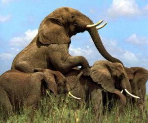 Puzle Skupina slonů, velkých zuby