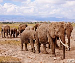 Puzle Skupina slonů