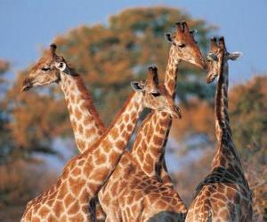 Puzle Skupina čtyř žirafa