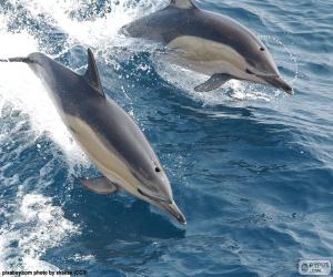 Puzle Skákající delfíni