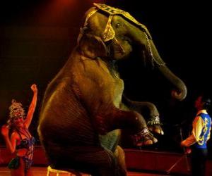 Puzle Slon v cirkuse