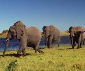 Puzle Sloni chůze