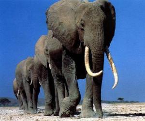 Puzle Sloni chůze