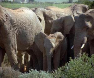 Puzle sloní rodiny