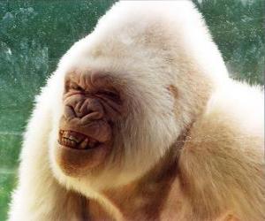 Puzle Snowflake, jediný albín gorila ve světě, že jeden je vědom