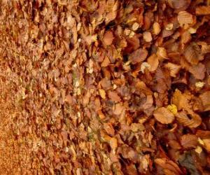 Puzle Spadané listí na zemi, typický obraz podzimu
