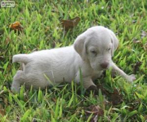 Puzle Spinone Italiano štěně