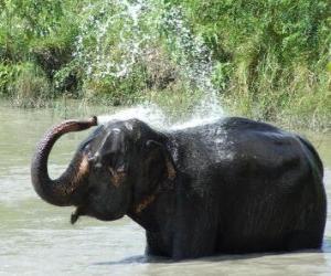 Puzle Sprcha slona - slon, který osvěžuje vodou z rybníka pod sluncem savany