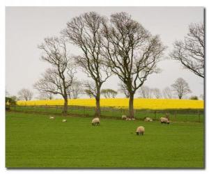 Puzle Stromy v anglickém venkově