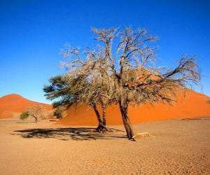 Puzle Stromy v poušti