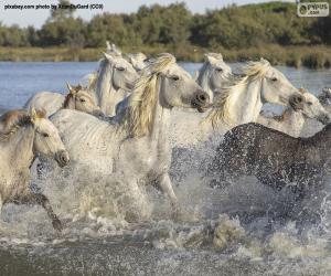 Puzle Stádo divokých koní přes vodu