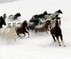 Puzle Stádo koní běží ve sněhu