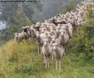 Puzle Stádo ovcí