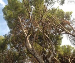 Puzle Středomořské borovice