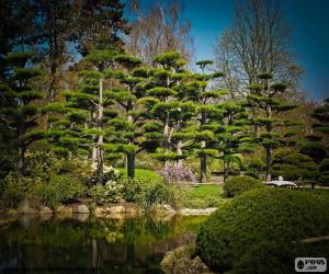 Puzle Sugi nebo japonský cedr