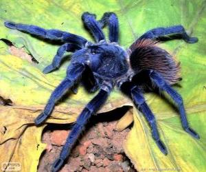 Puzle Tarantule si Sazima