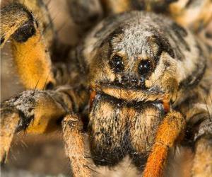 Puzle Tarantule, velký pavouk s dlouhýma nohama plnou chlupů